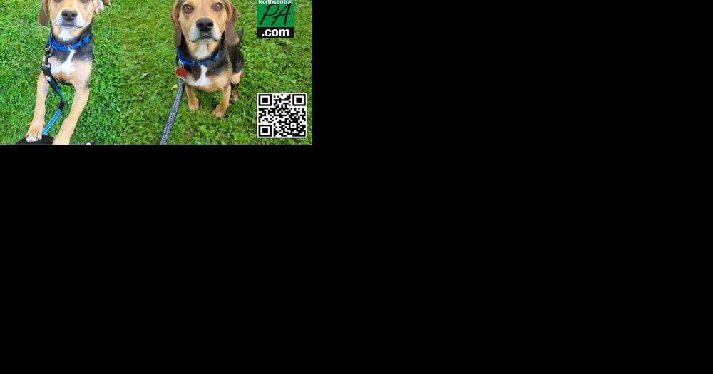 Beagle Palooza 8 to celebrate and support canine rescue - Vimarsana News