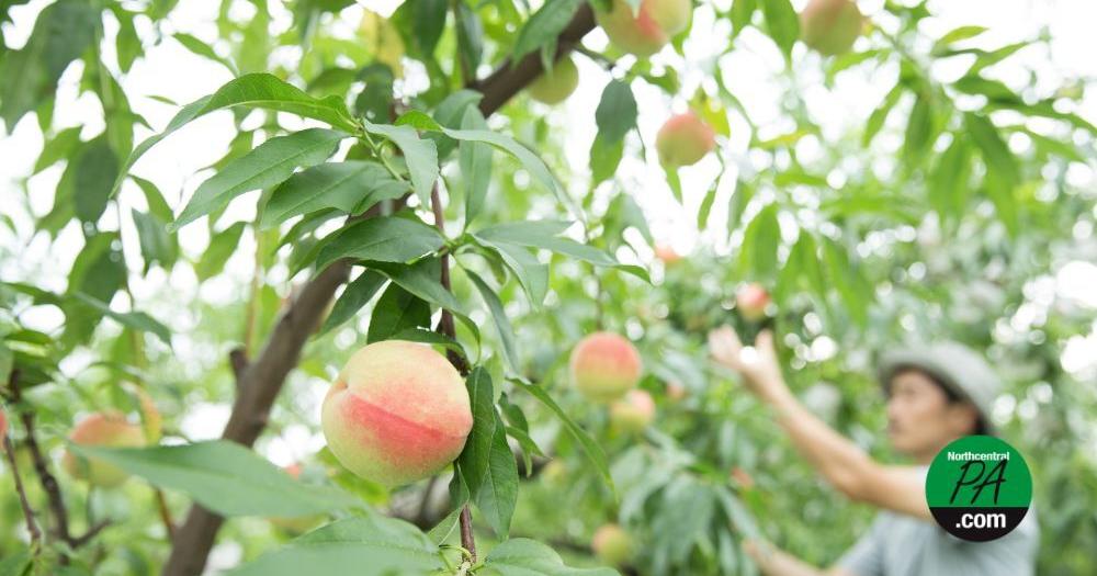 Pa. farms, orchards continue on after massive crop loss