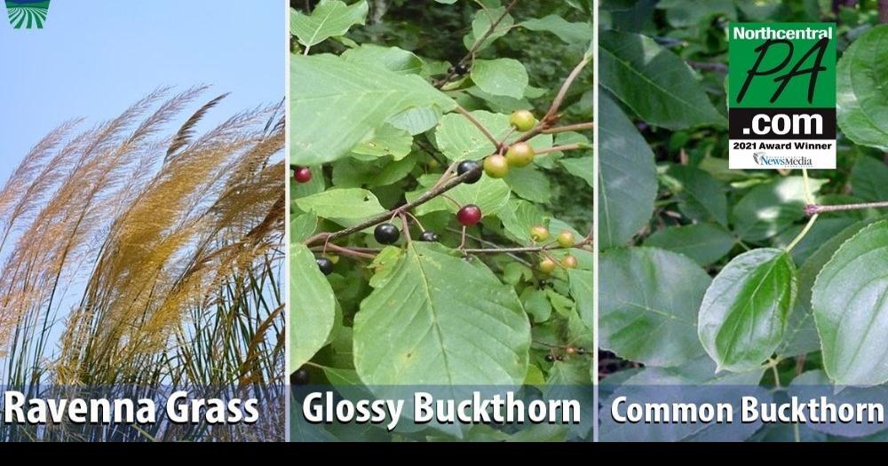 New shrubs added to Pennsylvania's list of banned plants | Outdoors ...