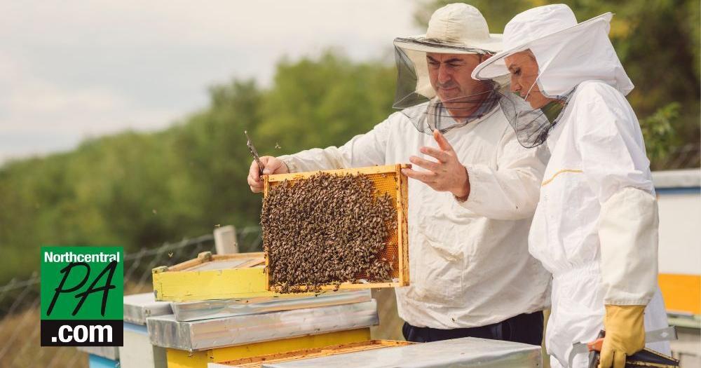 Nearly half of US honeybee colonies died last year. Struggling beekeepers stabilize population - Vimarsana News