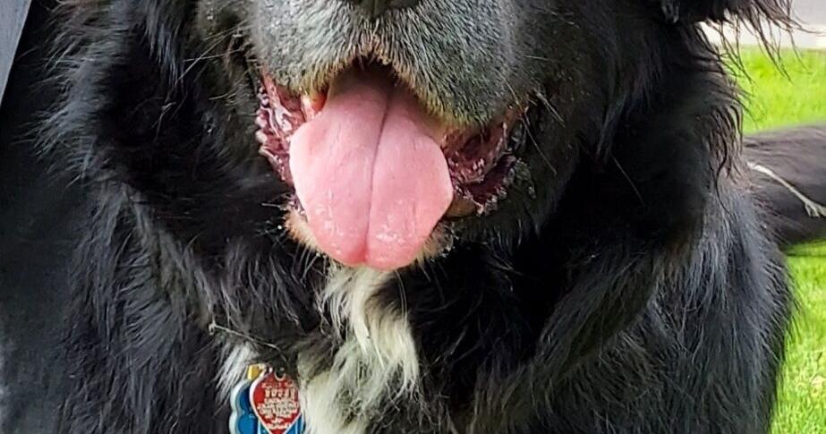 Atd Vip ATD Therapy Dogs | | northcentralpa.com