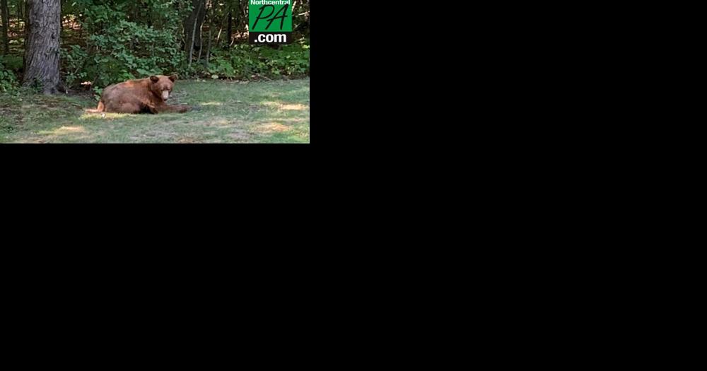 Rare cinnamon bear spotted in Tioga County - Vimarsana News