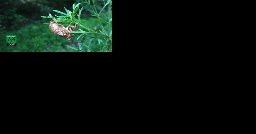Billions of cicadas set to emerge this spring - Vimarsana News