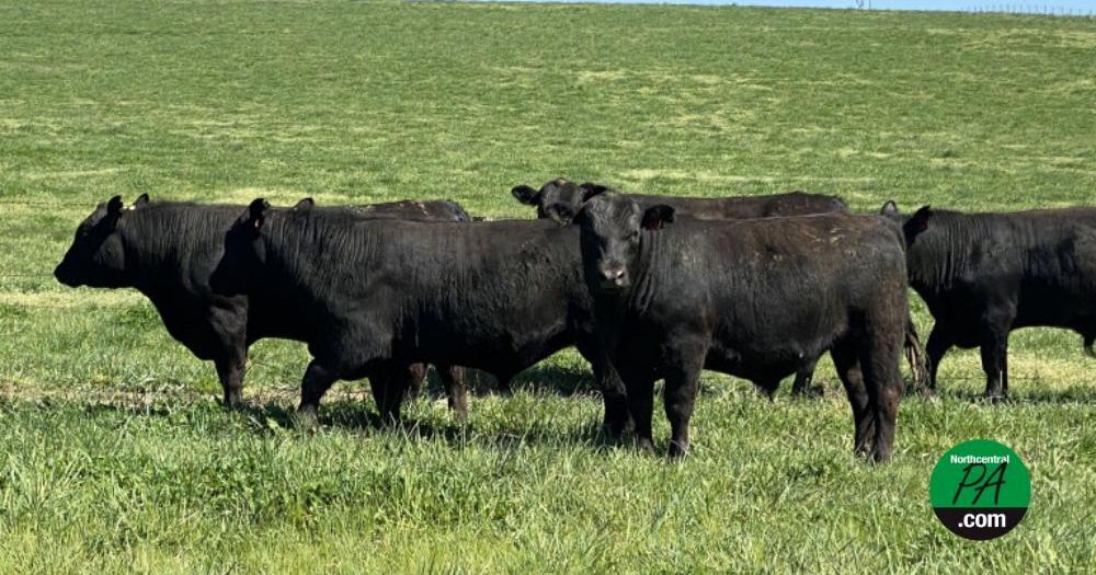 Juveniles let 52 bulls loose to roam rural Pennsylvania town - Vimarsana News