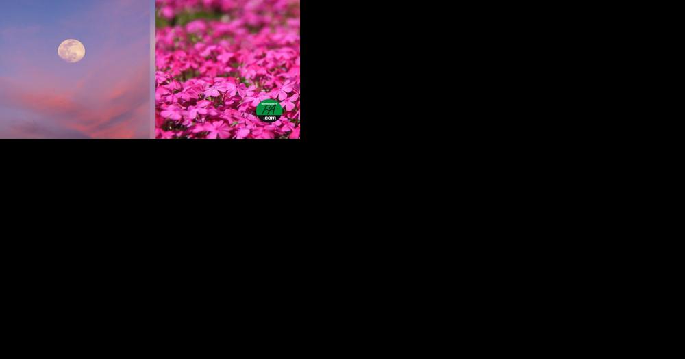 Full 'Pink Moon' to light up night sky on April 23 - Vimarsana News