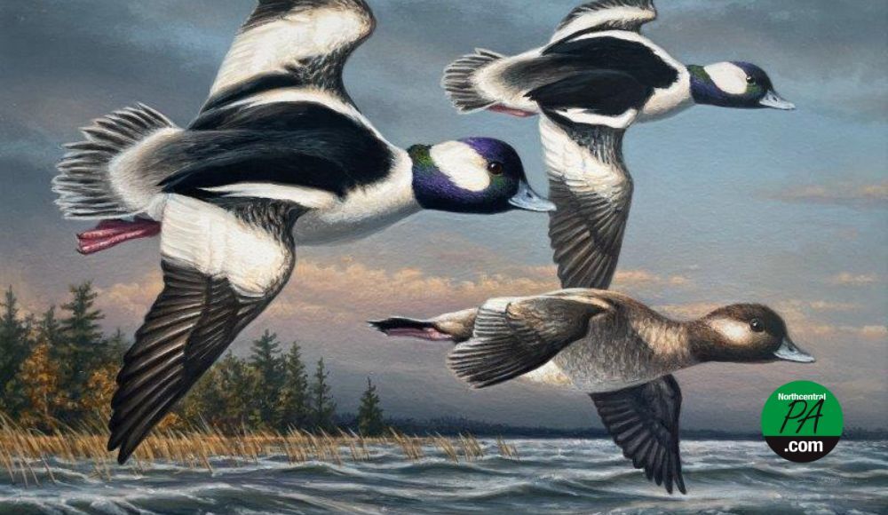 Minnesota artist James Hautman wins 2025 Federal Duck Stamp Art