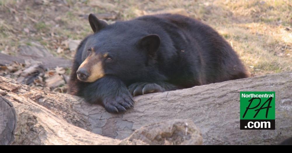Celebrating one of Pennsylvania's most iconic animals on National Black Bear Day Life