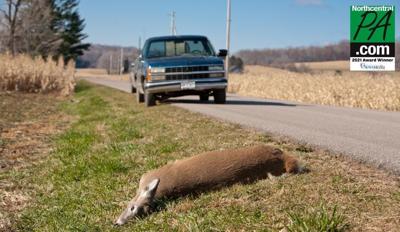 deer collision
