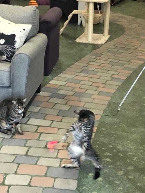 Cats Playing At Cat Tales Cat Cafe Northcentralpa Com