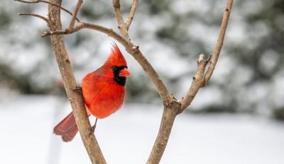 cardinal winter
