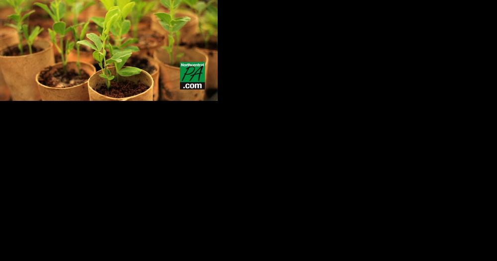 Pennsylvania Game Commission kicks off annual seedling sale - Vimarsana News