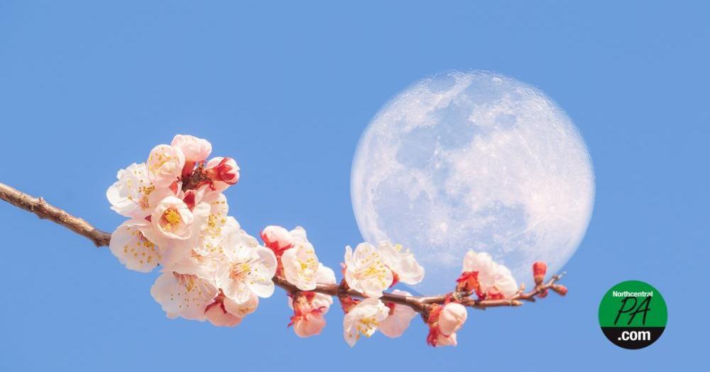Bright and beautiful 'Flower Moon' to peak this week - Vimarsana News