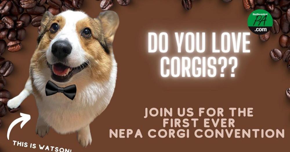 NEPA dog lovers corgi-ally invited to Coffee With Corgis - Vimarsana News