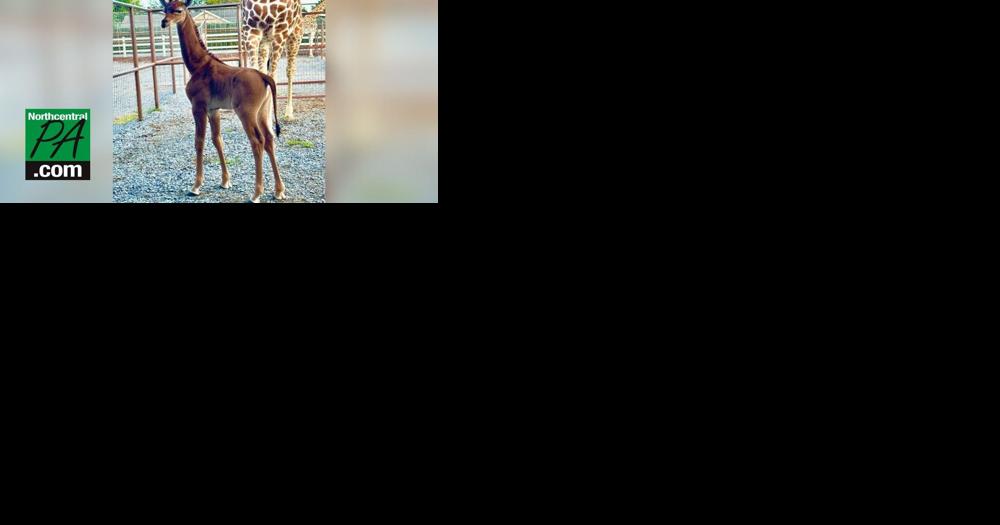 Extremely rare spotless giraffe born - Vimarsana News