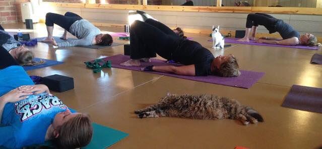 Cats On Mats Yoga Fundraiser Planned In Williamsport News Northcentralpa Com