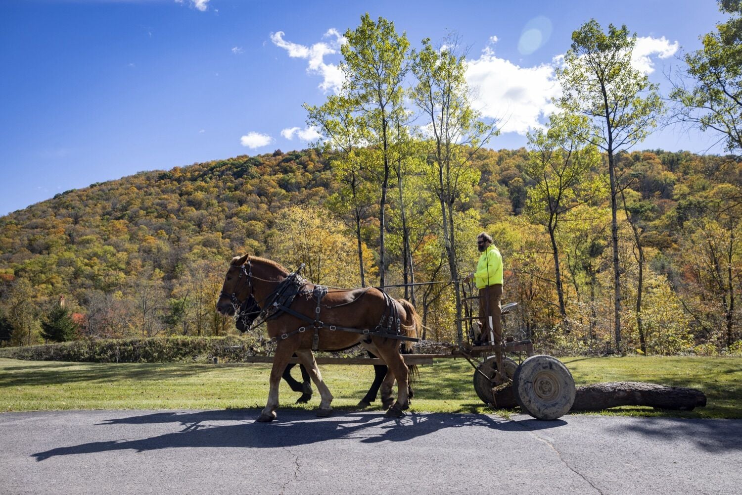 Twitter Board 1 billion board feet of state forest timber marked in Potter | News ...