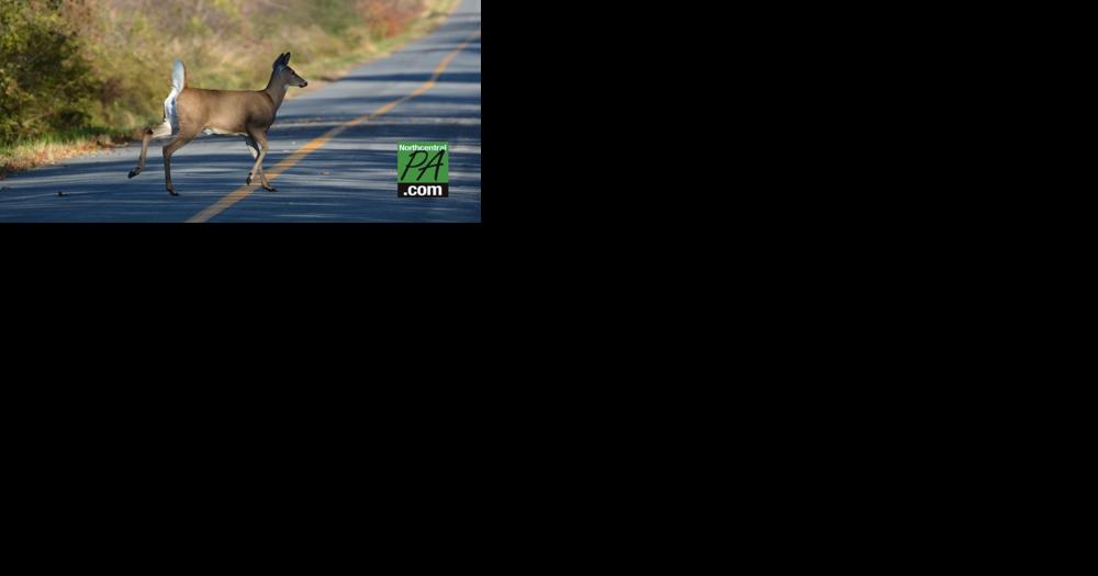 Drivers beware: Deer on the move - Vimarsana News