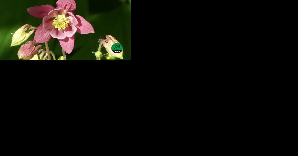 UPMC expert: Get ready for allergy season - Vimarsana News