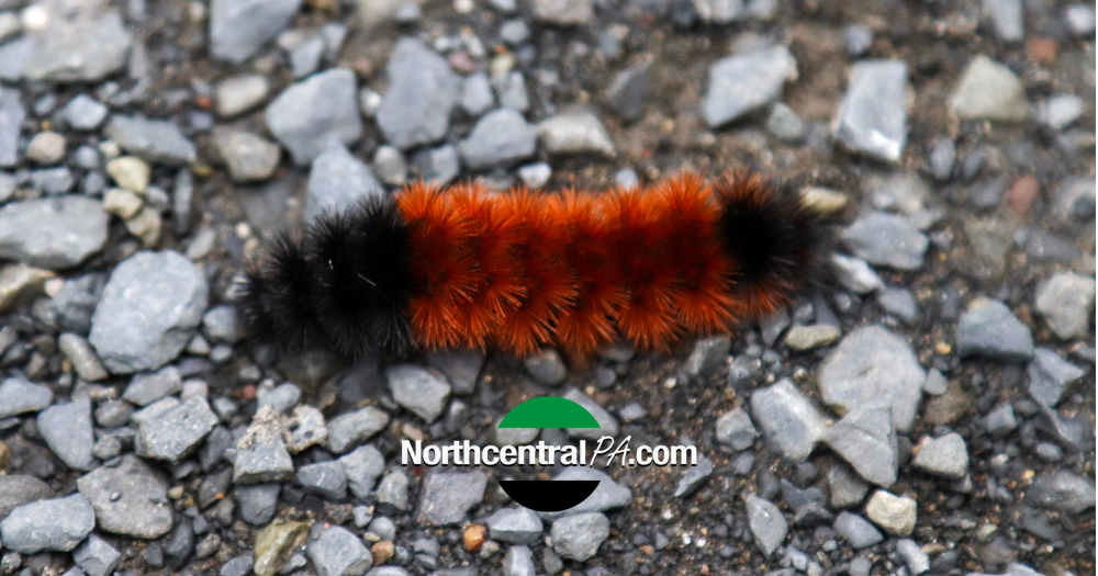 www.northcentralpa.com