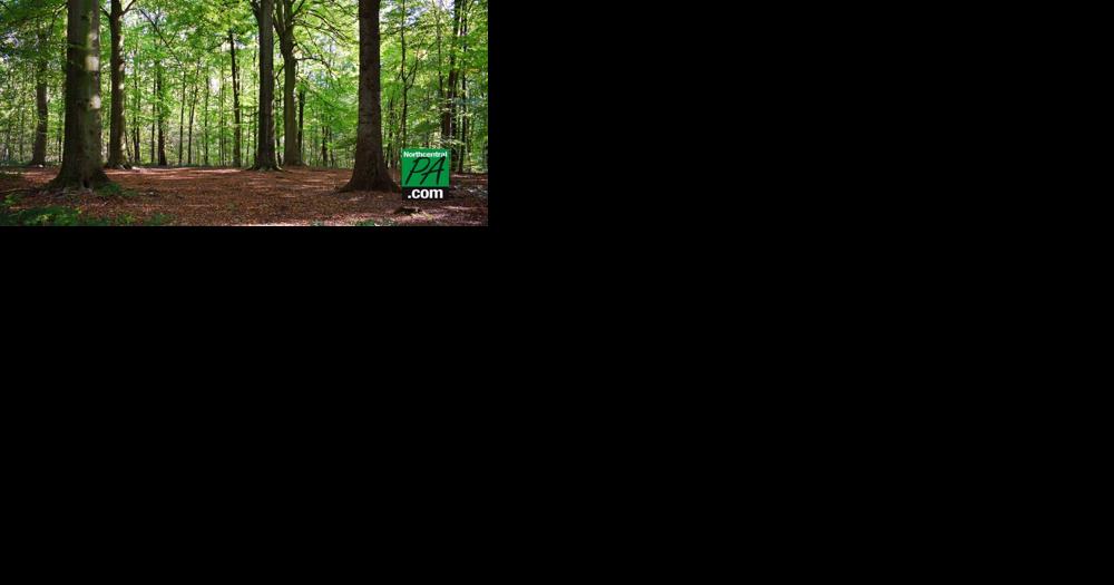 Penn State: Trees struggle to 'breathe' as climate warms, researchers find | News - Vimarsana News