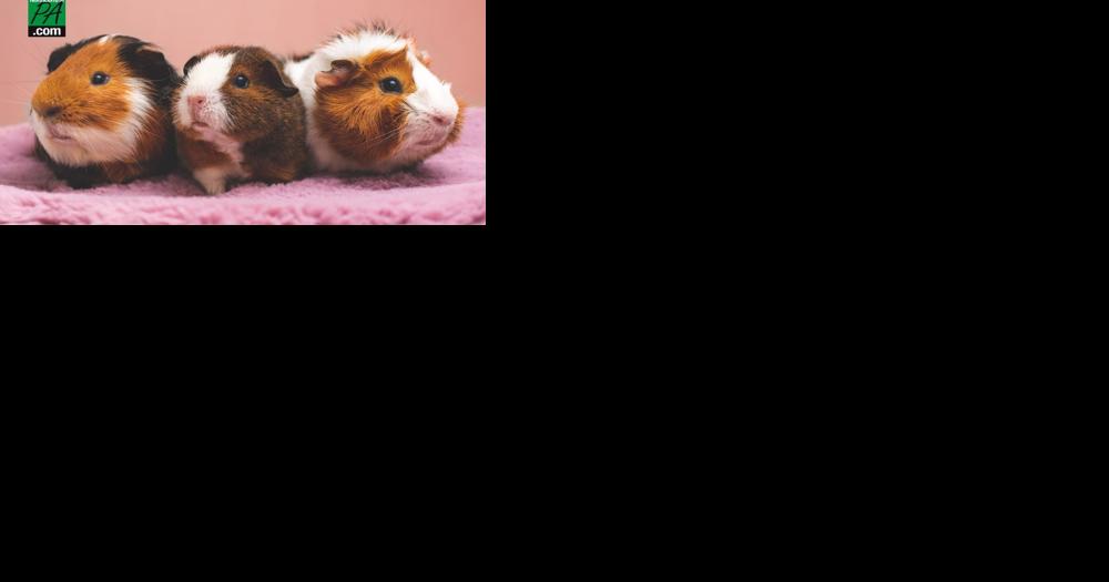 Guinea pig breeder under fire for reported animal welfare violations - Vimarsana News