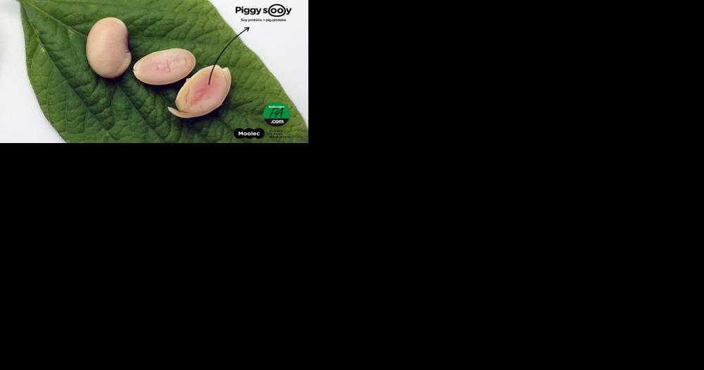 Piggy Sooy: It's a bean, it's a meat, and it's been approved by the USDA - Vimarsana News