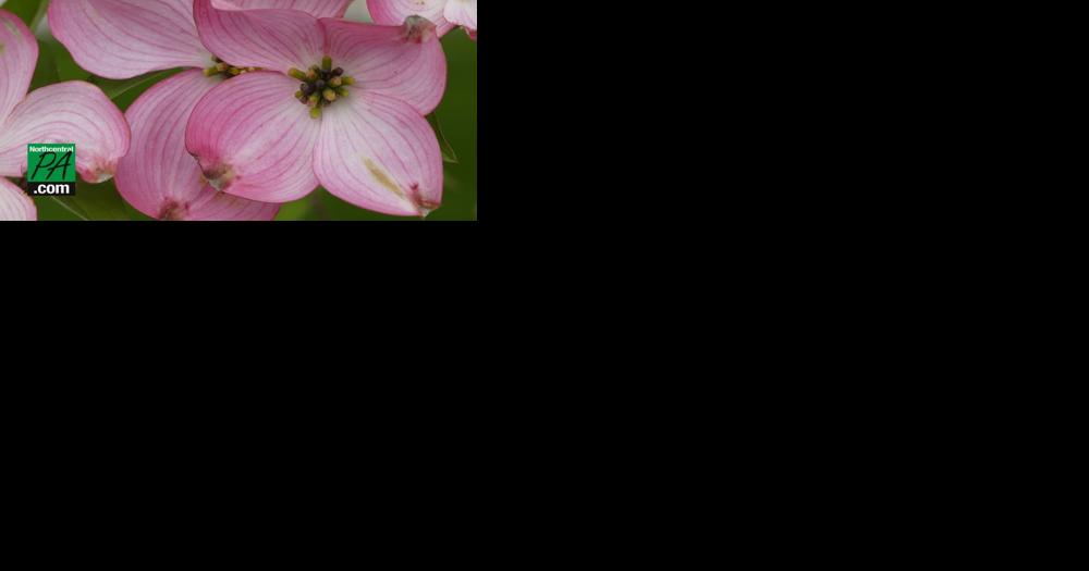 Last year's top gardening trends, plus looking ahead to spring - Vimarsana News