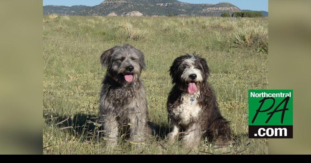 Lewisburg Residents Fight Extinction Of Rare Dog Breed Life Northcentralpa Com