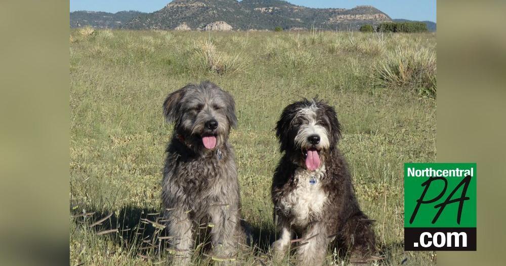 Lewisburg Residents Fight Extinction Of Rare Dog Breed Life Northcentralpa Com Lewisburg Residents Fight Extinction Of Rare Dog Breed Life Northcentralpa Com
