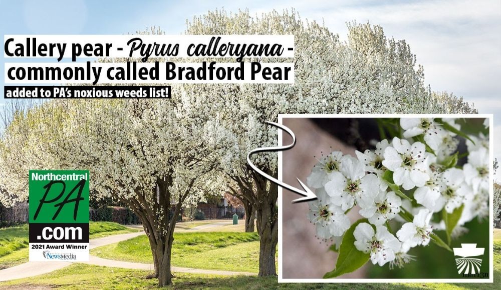 bradford pear tree smell