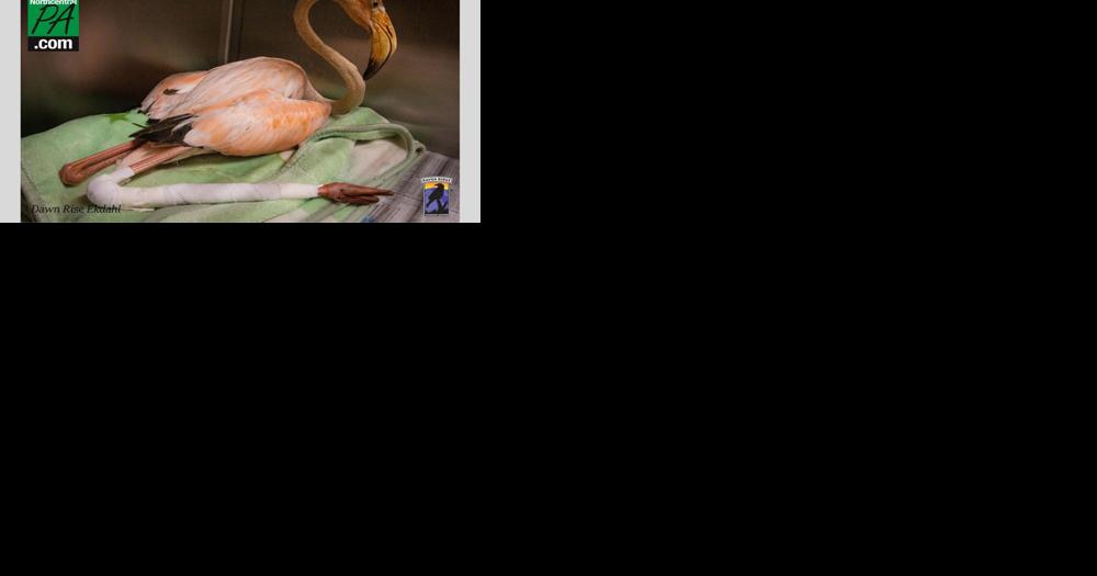 Pa. flamingo gets an emergency appointment at animal hospital - Vimarsana News