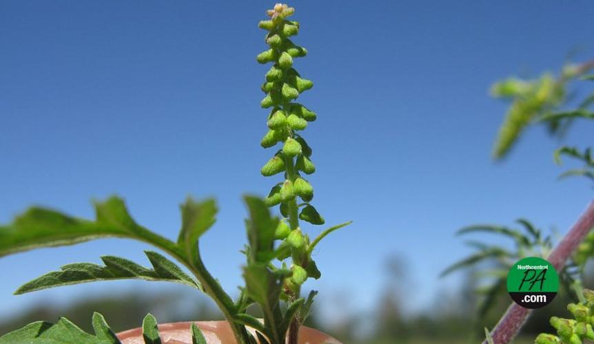 UPMC allergist Spring isn’t the only allergy season Health