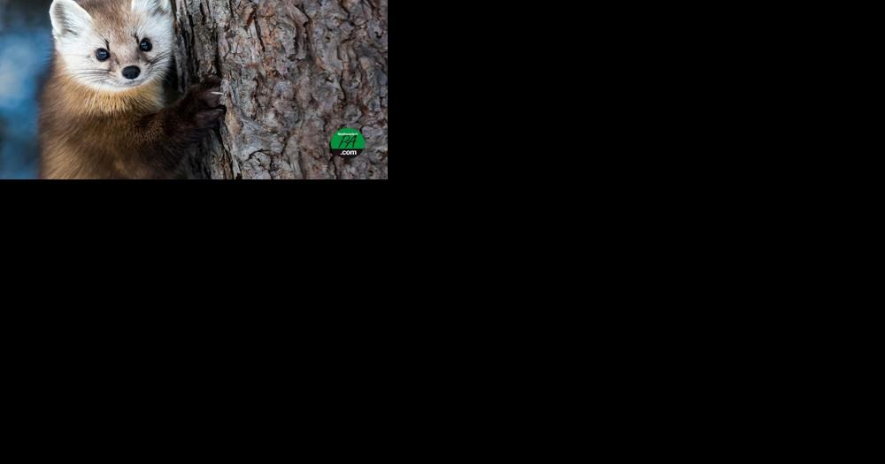 American marten may soon return to Pennsylvania woodlands - Vimarsana News