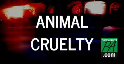 Animal cruelty 2020.jpg