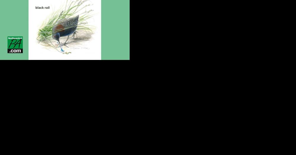 Game Commission proposes Black Rail as threatened bird species - Vimarsana News