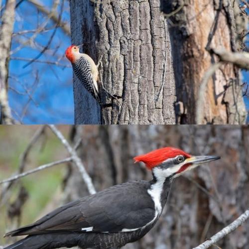 Bird brained Woodpeckers and their amazing adaptation Outdoors