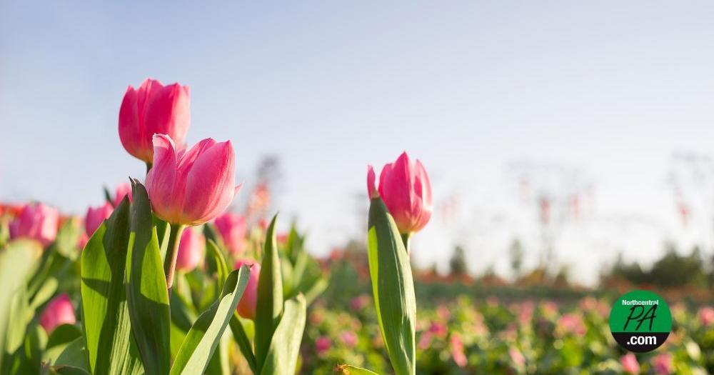 Tulip tourism: When and where to see tulips in Pennsylvania - Vimarsana News