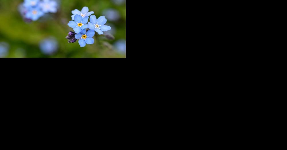 Doris M. Pittenger - Vimarsana News