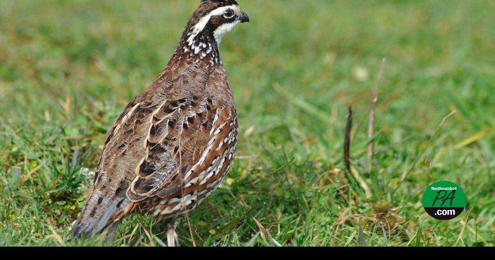 Bobwhite Quail reintroduced to Pennsylvania | Life | northcentralpa.com