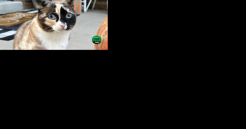 Cat survives 500-mile journey in Amazon box - Vimarsana News