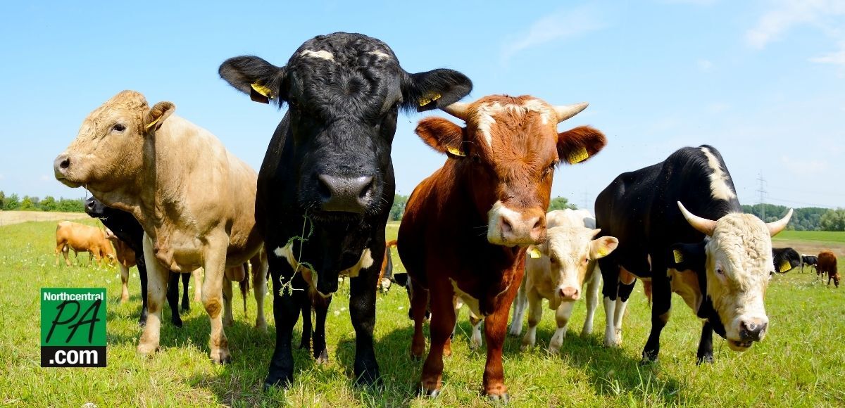 Farmland Preservation Program safeguards farms in Clinton and Lycoming Counties - Vimarsana News