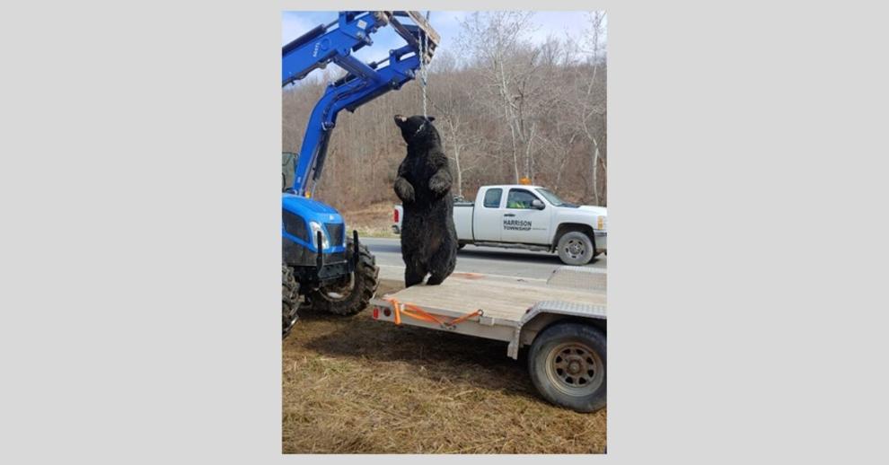 Massive black bear hit in Potter County Outdoors
