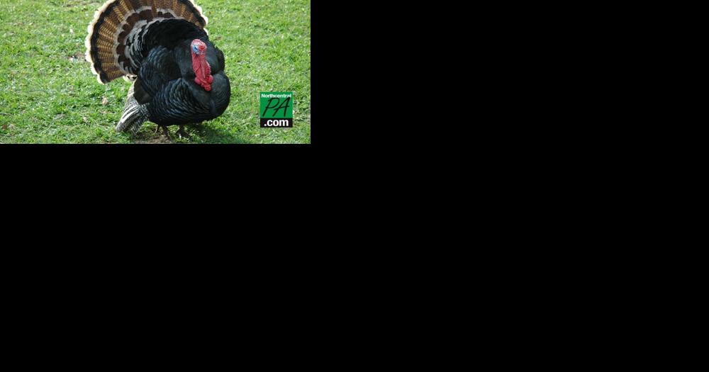 The Game Commission needs help with winter turkey sightings - Vimarsana News