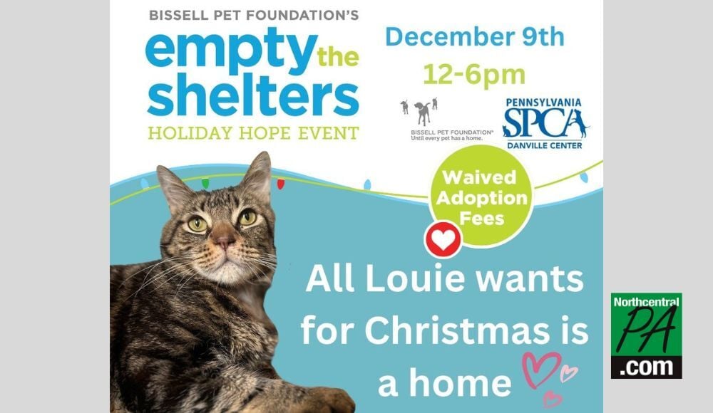 Danville SPCA Is Waiving Adoption Fees During This Weekend S Holiday   65728eee71335.image 