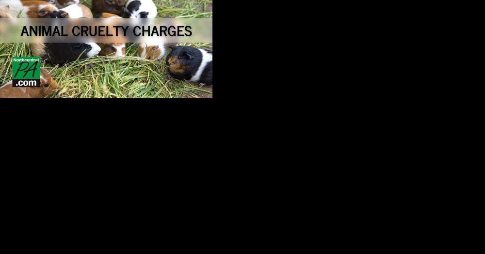 Guinea pig breeding facility under fire again after reported animal neglect - Vimarsana News