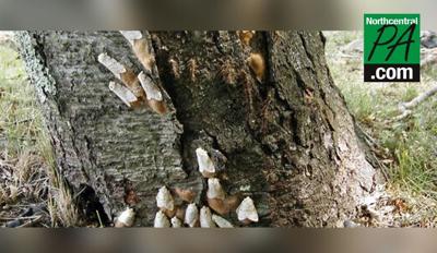What can we do about the spongy moth outbreak? | News ...