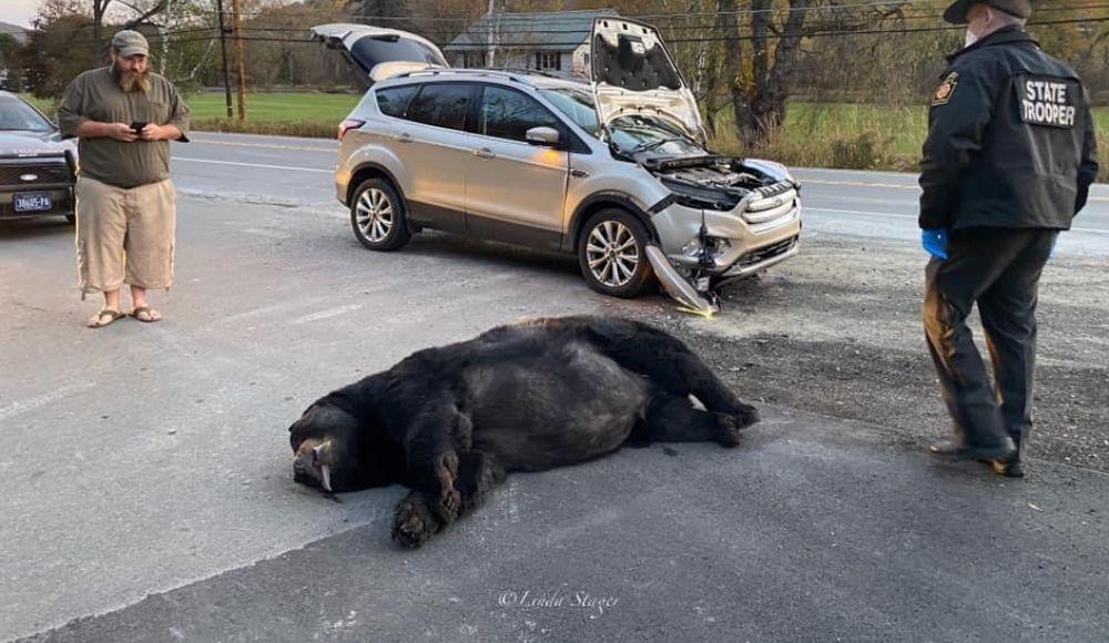 Large bear killed in vehicle accident in Wellsboro Roads and Traffic