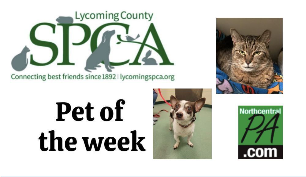 SPCA Pets of the week: Taco and Lollipop | Non-Profit 