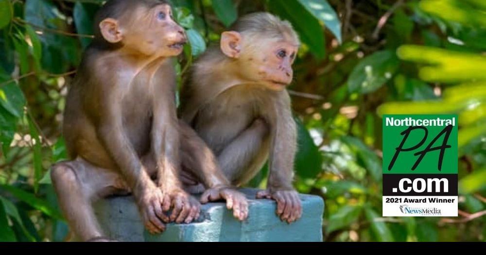 Crash off I80 near Danville leaves several monkeys on the loose News