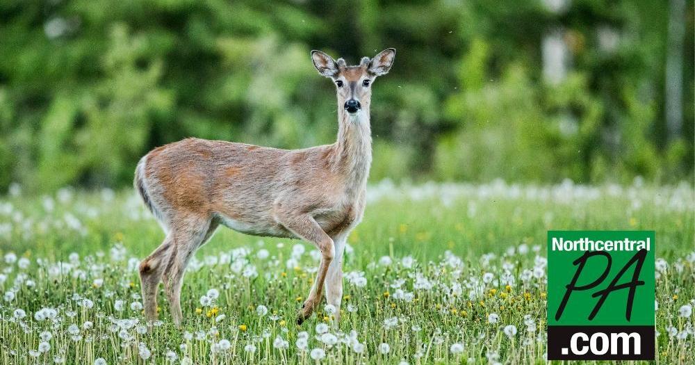 Deer licenses to go on sale soon; doe tags available - Vimarsana News